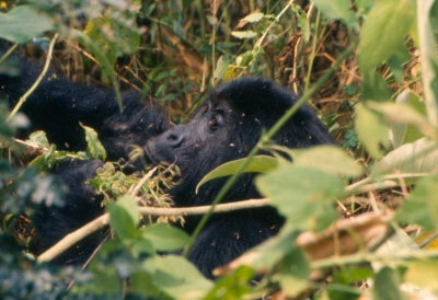 Berggorilla im Virunga Nationalpark Kongo (Ad Meskens)  CC BY-SA 
Infos zur Lizenz unter 'Bildquellennachweis'